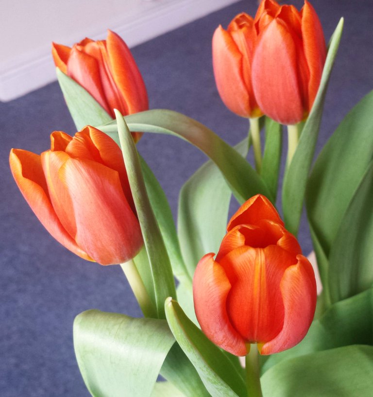 tulips.jpg