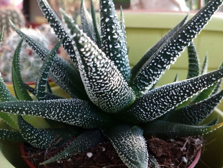 HAWORTHIA    FASCIATA -- (9).jpg