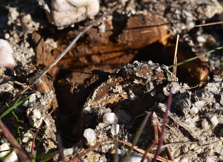 Scleroderma polyrhizum ground mushroom 2.jpg