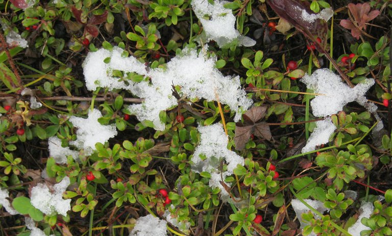 light snow on bearberry.JPG