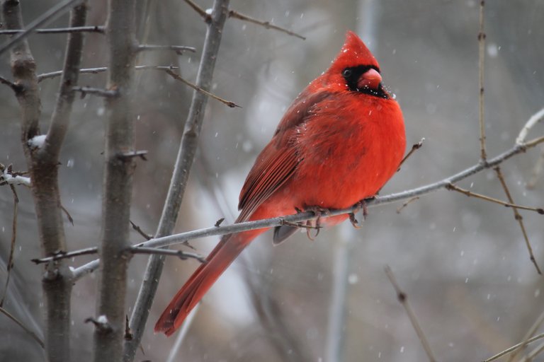 animal-avian-beak-905248.jpg