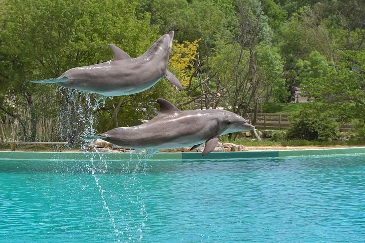 dolphin-3416519__480.jpg