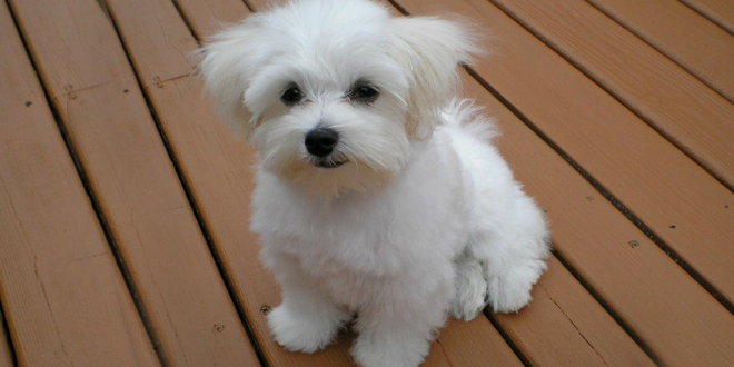 dog.png