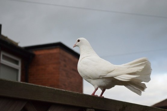 posing_white_dove_200670.jpg