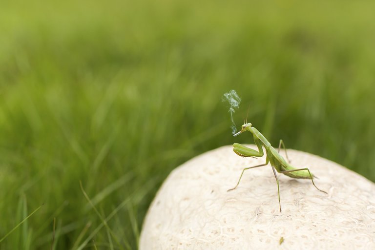 praying-mantis-438396_1280.jpg