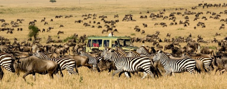 migration-serengeti-safari.jpg