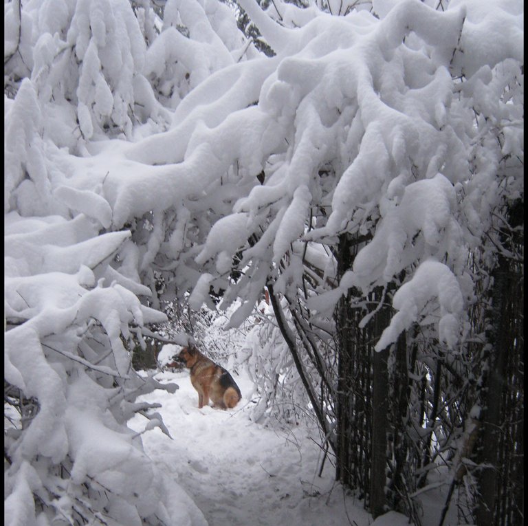 Bruno framed by snowy arches.JPG