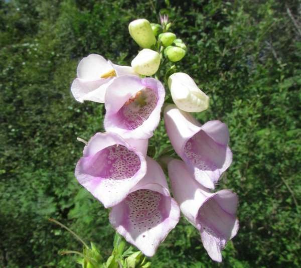 digitalis-purpurea5.jpg