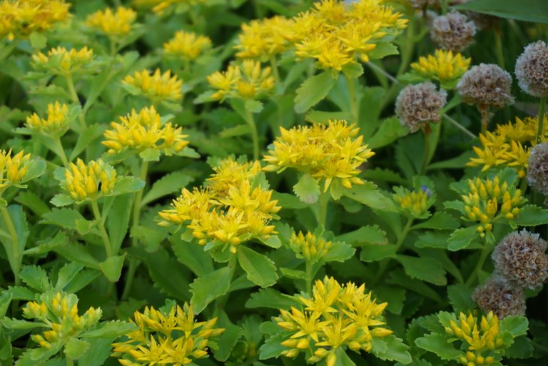 Stonecrop | Scharfer Mauerpfeffer | Sedum acre