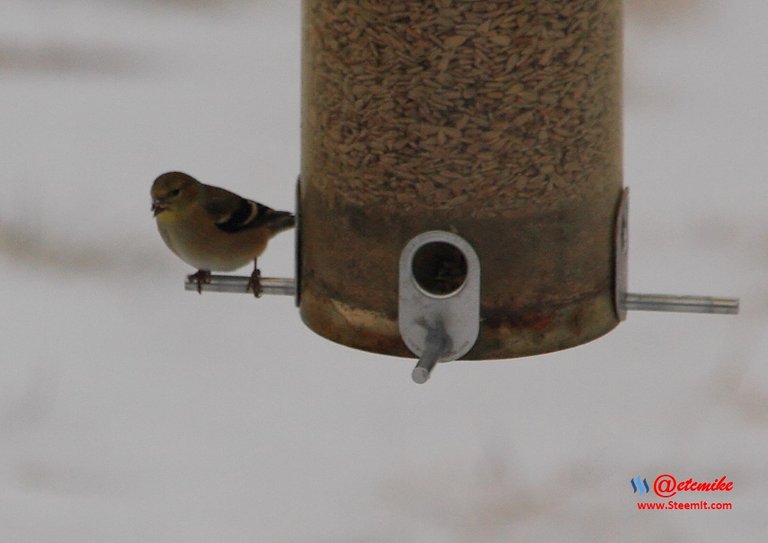 American Goldfinch IMG_0272.JPG