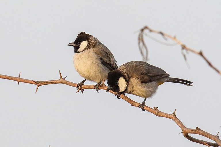 White-Eared Bulbul -.jpg