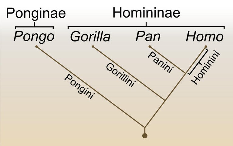 stammbaum-hominidae.jpg