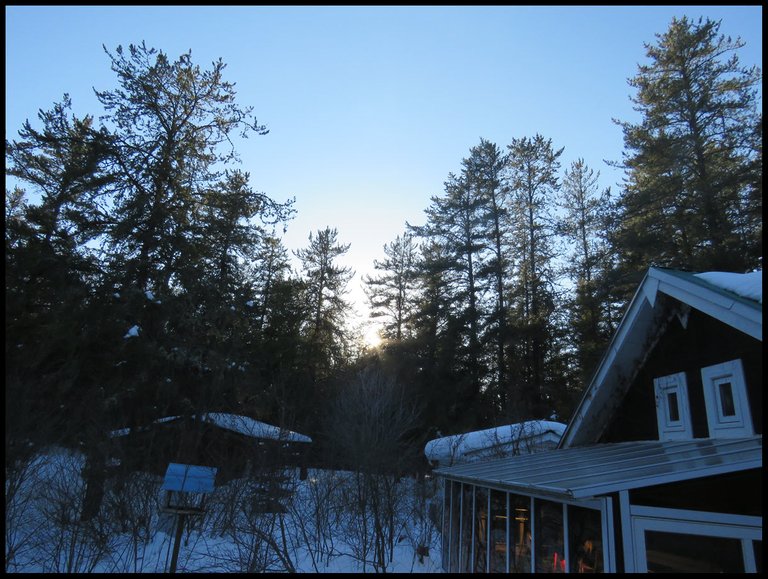 sun setting behind evergreens around the house.JPG