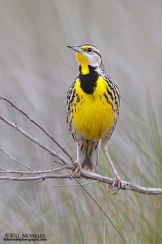 Meadow Lark.jpg