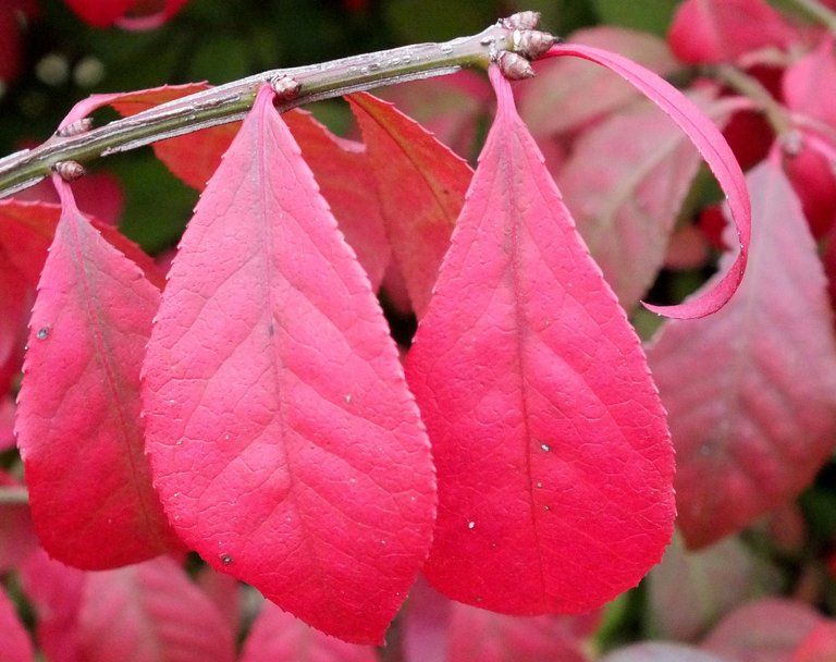 CT0246-RedLeaves.jpg