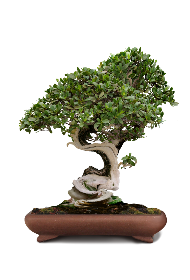 bonsai-1856731_1920.png