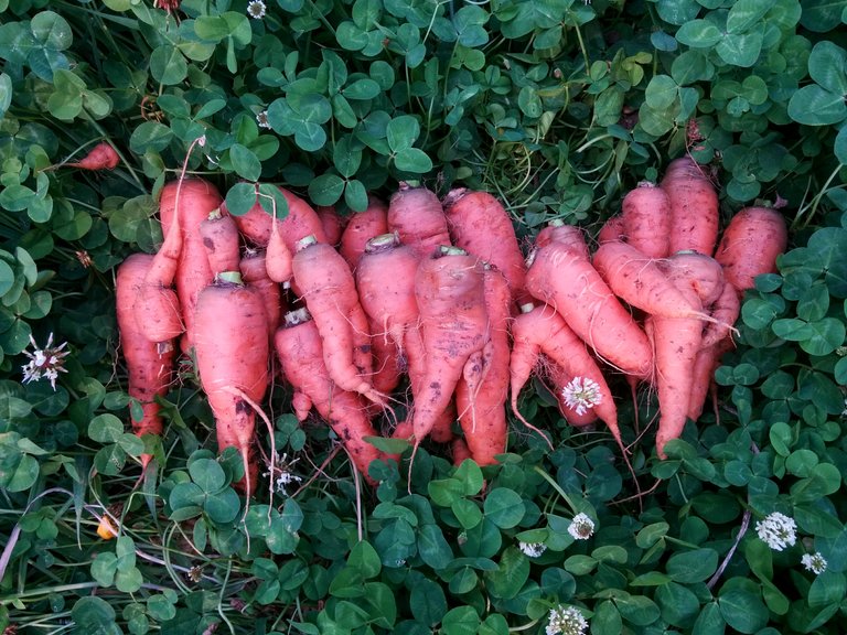 carrots.jpg