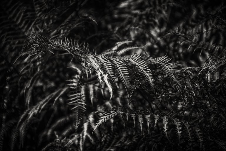 DSC_0275.JPG