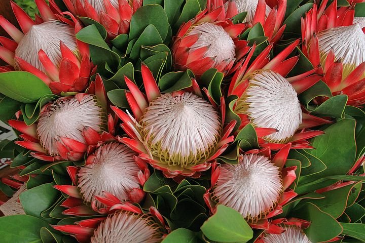 protea-flowers-1612631__480.jpg