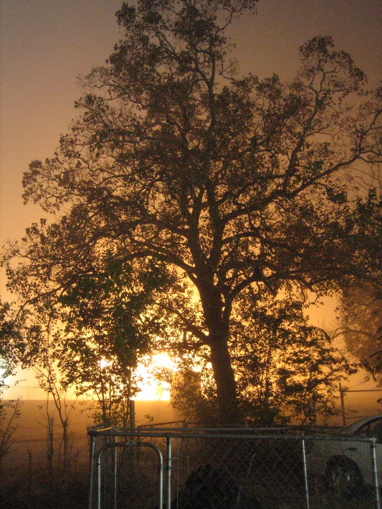 fogpics 021.jpg