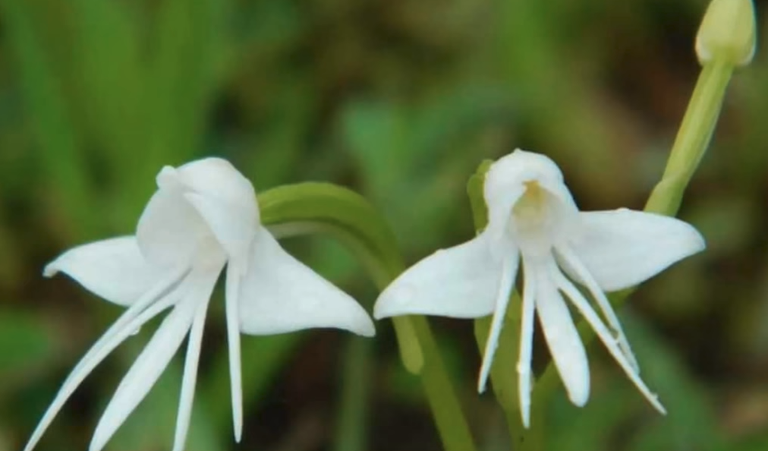 White flowers.png