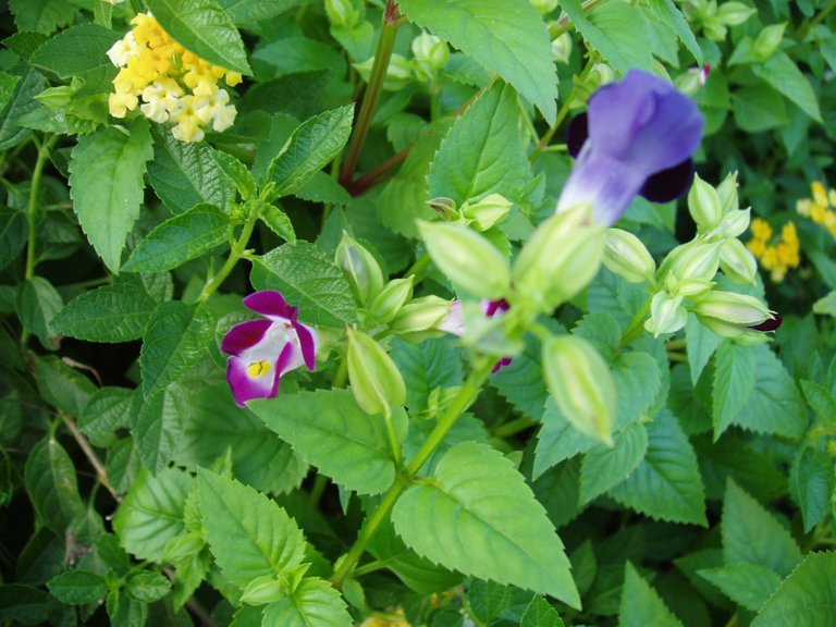 Queen Sirikit Park - flower