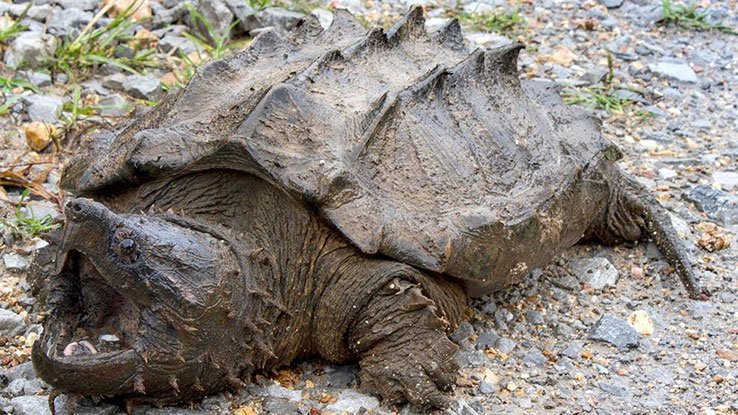 taxista-encuentra-tortuga-lagarto-en-nueva-guinea.jpg