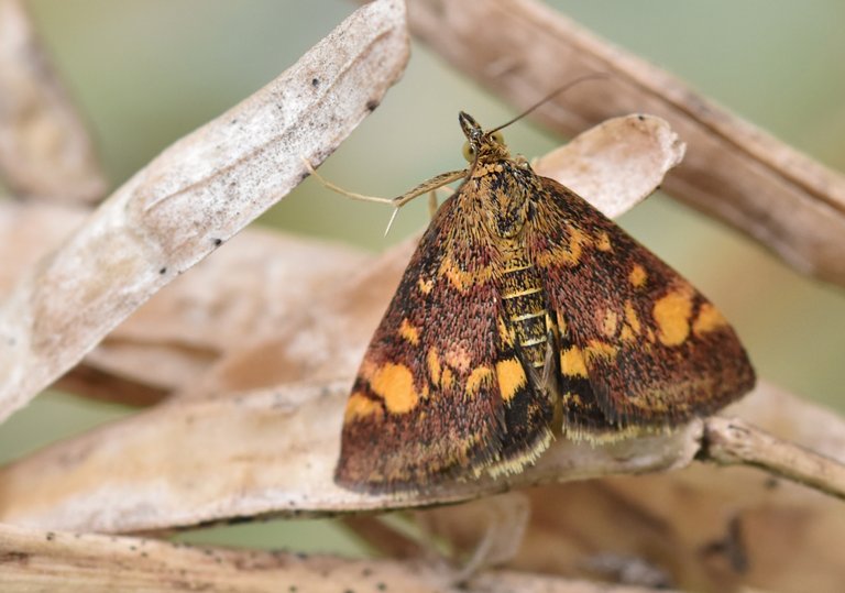 Orange Mint Moth Pyrausta orphisalis  3.jpg