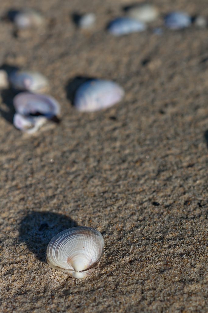 6220867215-coastal-trackmussels-in-the-morning-sun (FILEminimizer).jpg