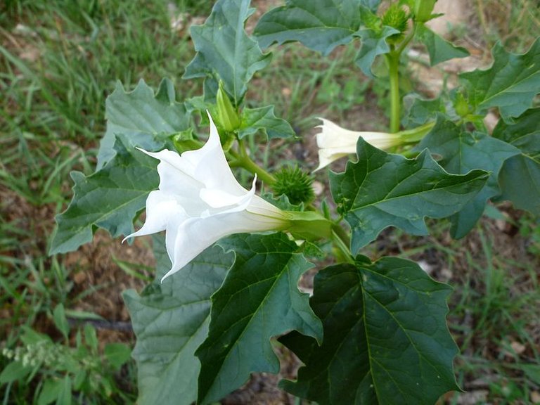 800px-DATURA_STRAMONIUM_-_GUIXERS_-_IB-615.jpg