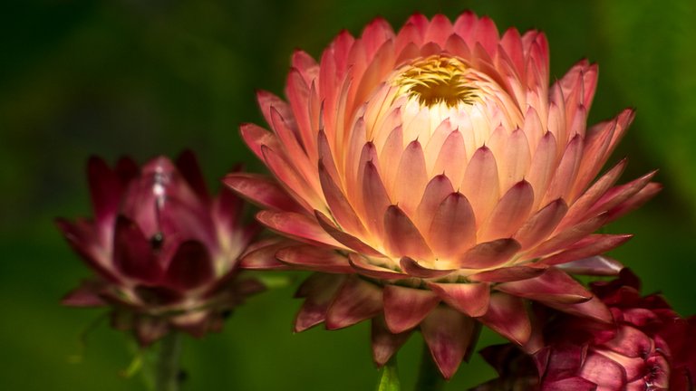 25-07-2018-bokeh-strawflower-03480.jpg