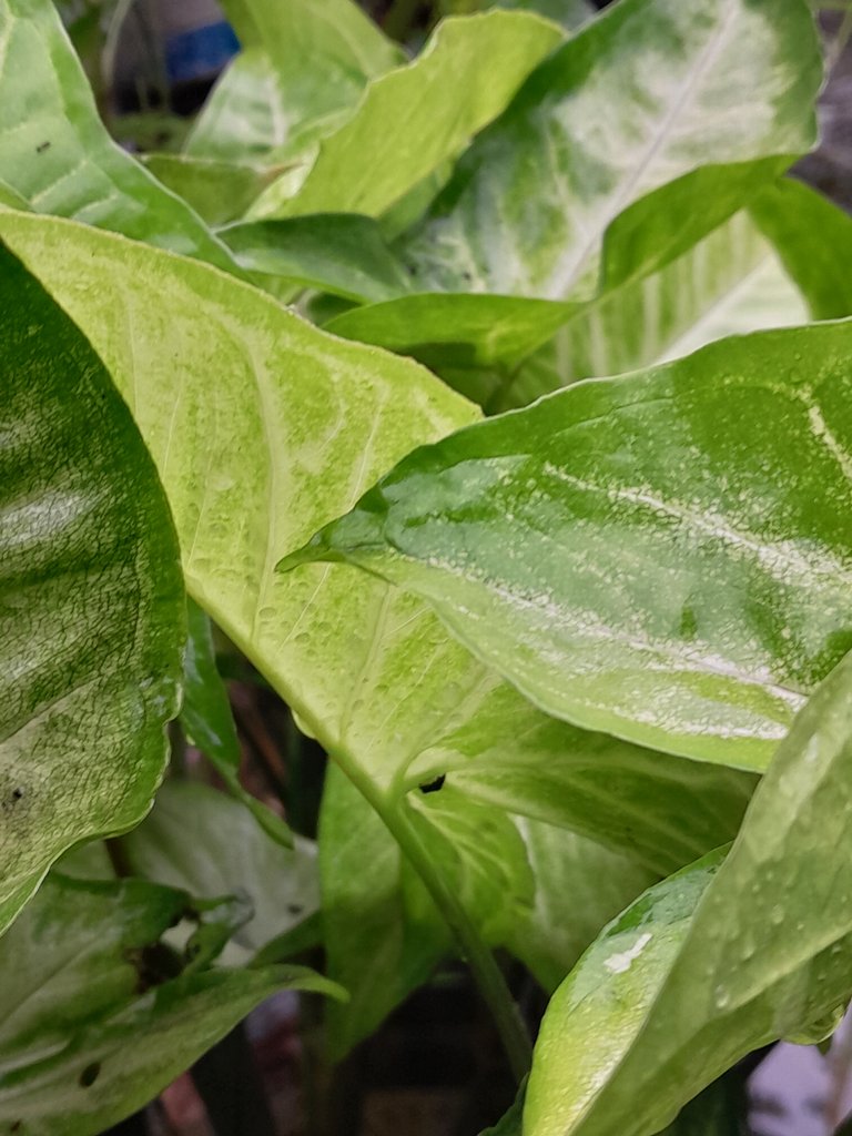 20250529_123543.jpg