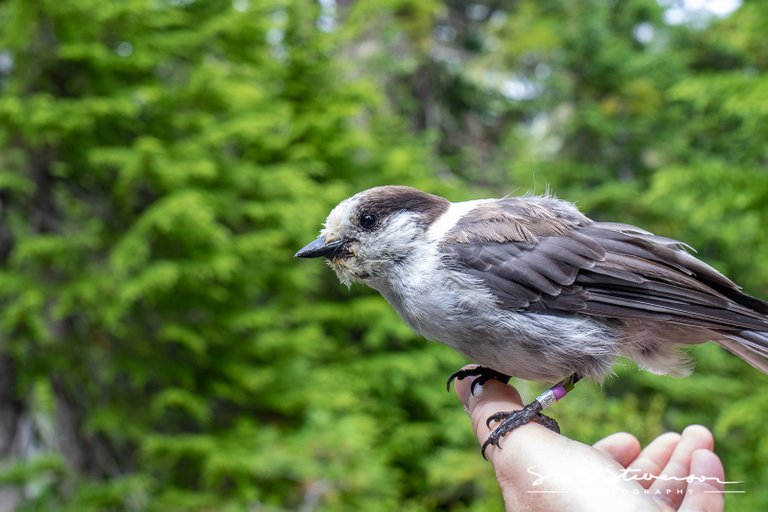 Canada Jay-3.jpg