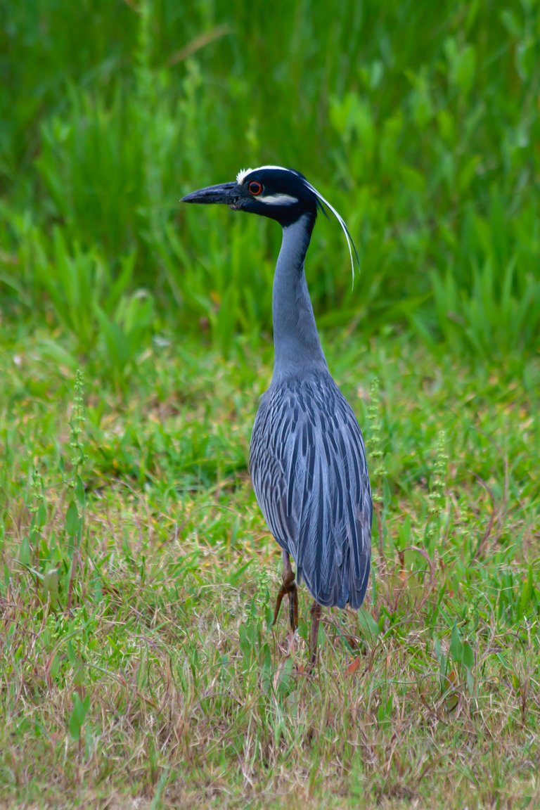 Yellow-Crowned-Night-Heron_3152.jpg
