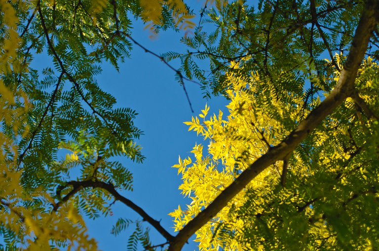 Under the changing leaves of the park trees.JPG