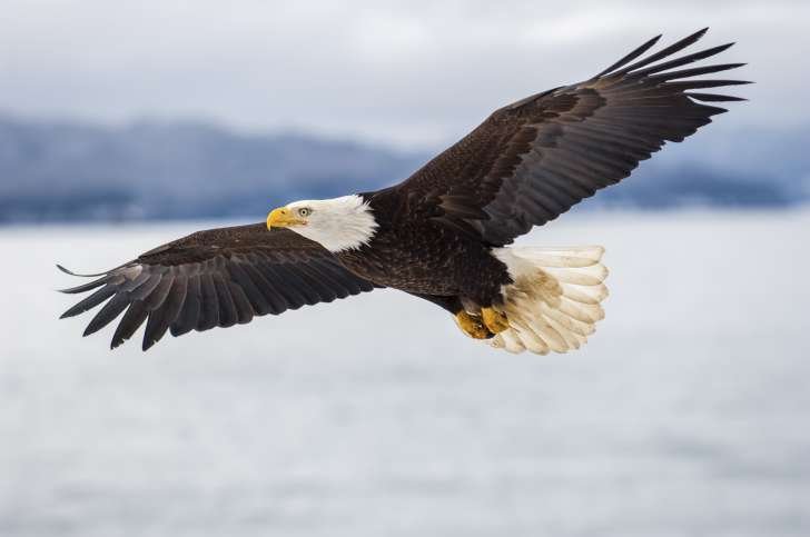 bald Eagle wingspan.jpg