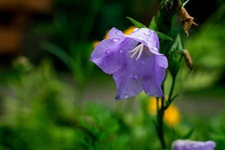 73695404-blue-bell-flowers-purple-bell-flower-beautiful-spring-background-with-campanula-bouquet-bluebell-flo.jpg