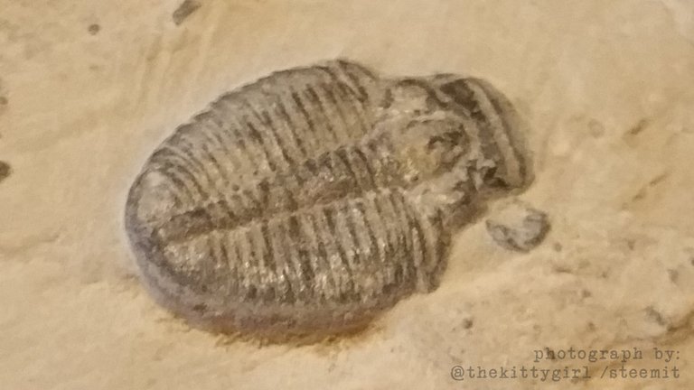 Trilobite-2.jpg