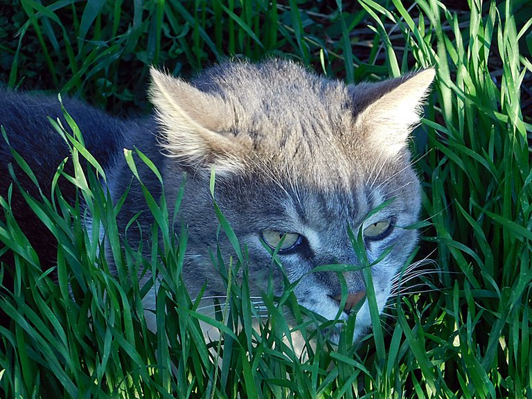 dailypetphotography, monster, pet, adsactly, jeronimo rubio, all rights reserved 2018, life, love, pets (405).JPG