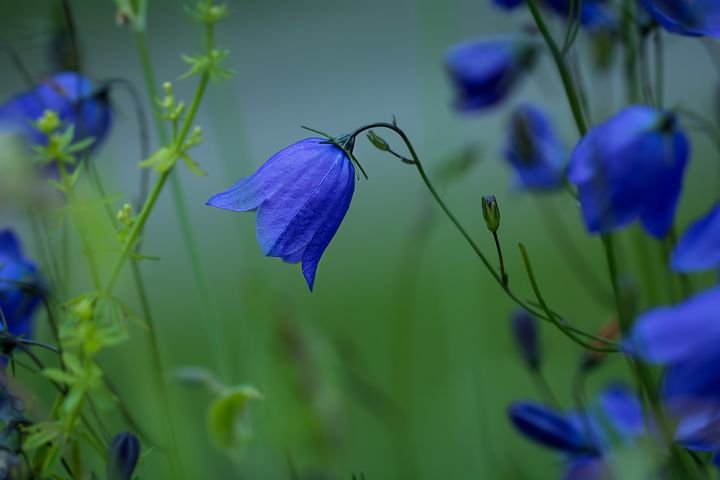 round-leaved-bellflower-1576104__480.jpg