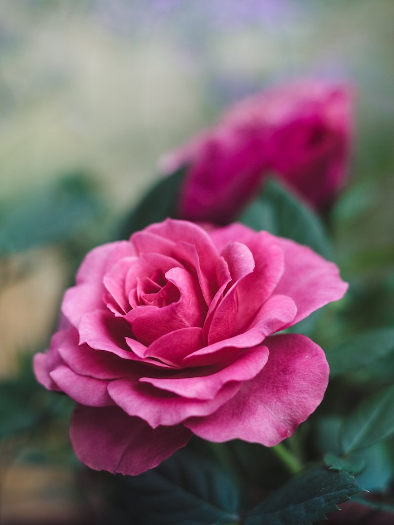 3585489_L.jpg