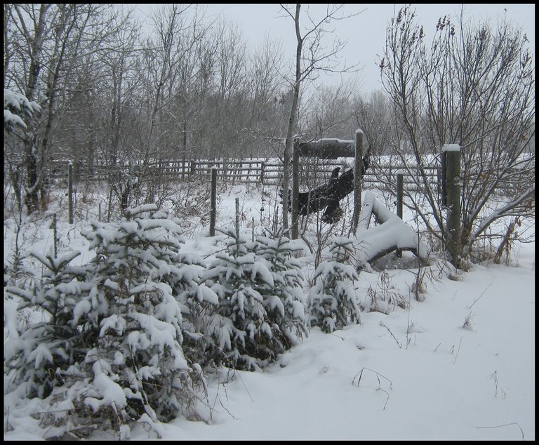 line of small snow covered spruce with black eagle siloquette sign best.JPG