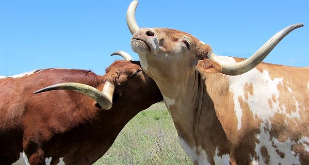 longhorn-2386537__340.jpg