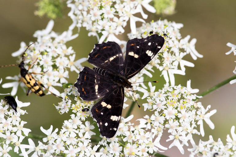 Landkärtchen der Sommergeneration (Araschnia levana f. prorsa)_CI4A2492-BF.jpg