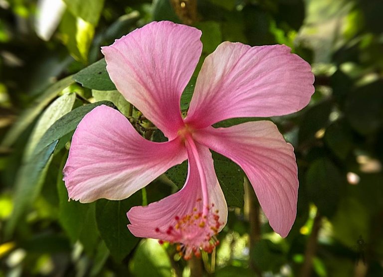1426431504_Chaina-Rose-Joba-2014122582.jpg