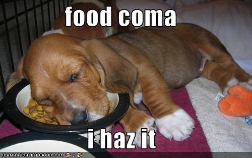 doggy food coma.jpg