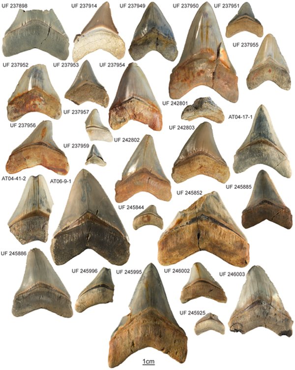 Megalodon-teeth.jpg