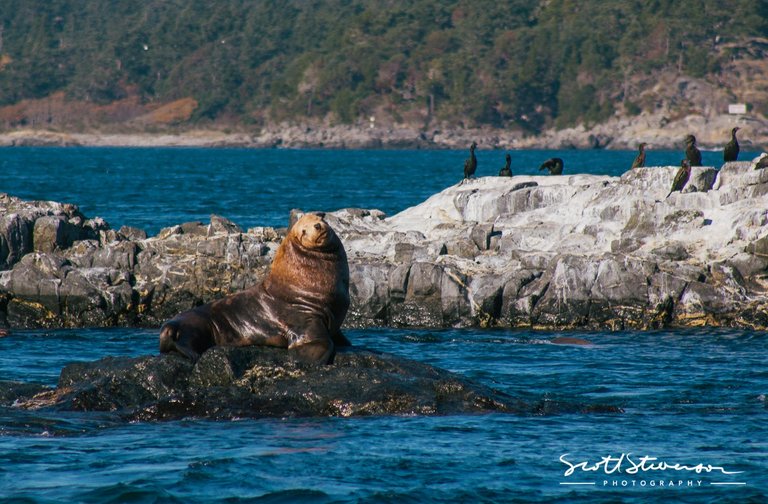 Stellar Sea lion-5.jpg