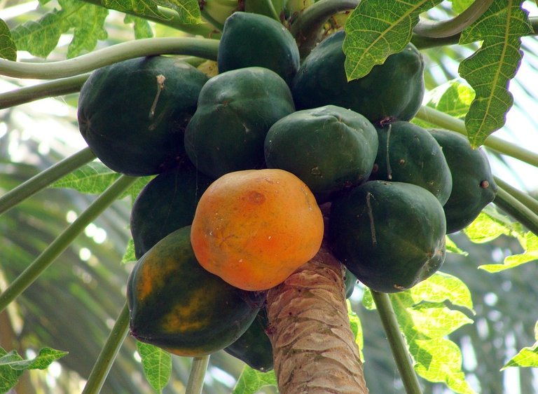 papaya-173660_960_720.jpg