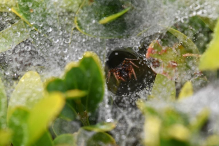 spider waterdrops tunnel 1.jpg